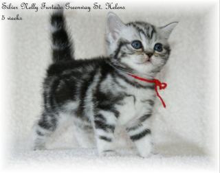 STOP ich brauche dich doch. Katze in black-silver-tabby-classic