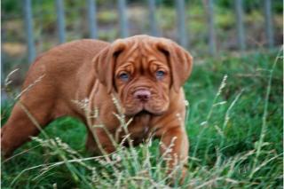 Sehr typvolle Bordeauxdoggen - Welpen