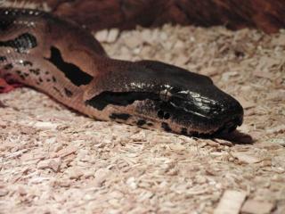 Nördliche Madagaskarboa acrantophis madagascariensis Boa Zuchtgruppe 1, 2