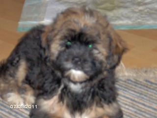 Süßes kleines Shih-tzu mix Welpen Mädel sucht noch ein Zuhause