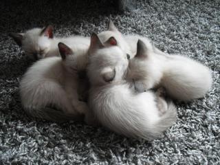 Siamkitten zu verkaufen noch 2 Jungen frei