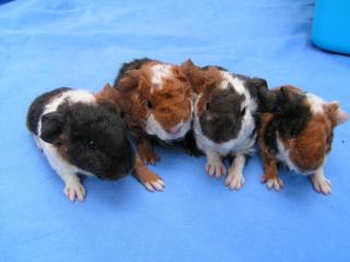Geprüfte Hobbyzucht gibt Rasse- Meerschweinchen US-Teddy und Engl. Crested ab