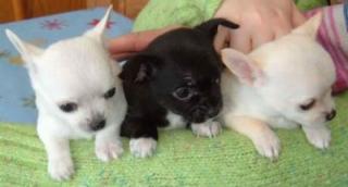 Chihuahua welpen
