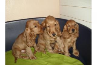 Eng. Cockerspaniel Junghündin orange-weiss
