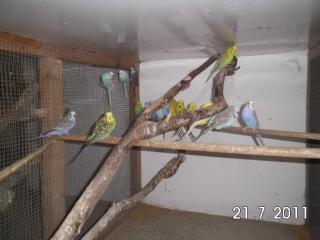 Verschiedene Vögel aus eigener Zucht