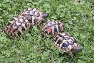 Griechische Landschildkröten- eigene Nachzuchten 2021 und 2021 abzugeben.