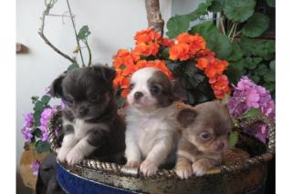 MINI Chihuahua Welpen in Lang Kurzhaar