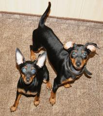 Reinrassige Zwergpinscher aber ohne Papiere