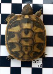Griechische Landschildkröten der östlichen Unterart - Nachzuchten 2021 u. 2021 a