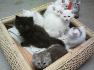 4 Langhaar Perser- Main Coon Mix Kitten suchen ein neues zu Hause