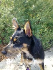 Süßer Jackrusselmix-Rüde aus Zeitmangel in liebevolle Hände abzugeben