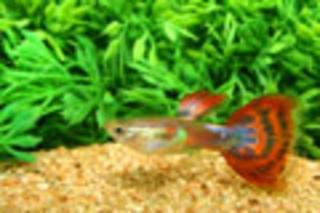 Cobra Guppymänner Rot schleierschwanze