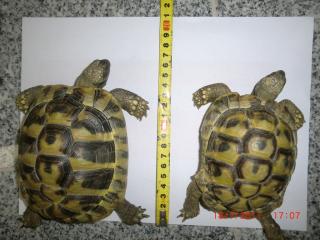 2 Griechische Landschildkröten Böcke 6 Jahre mit Papiere