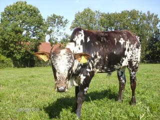 Zwerg Zebu Kuhkalb und Bullenkalb
