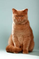 BKH - Britisch Kurzhaar - Deckkater - CINNAMON