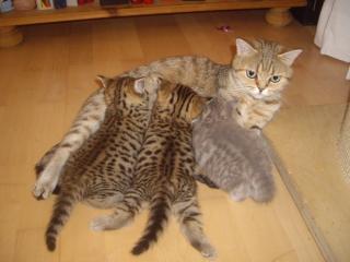 British Kurzhaar Whiskas Kitten Lilac Golden spotted