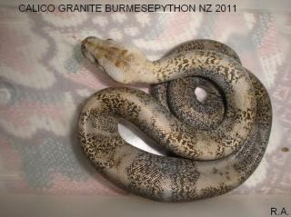 Calicogranite burmesepython