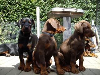 Dobermannwelpen zu verkaufen, Familienzucht