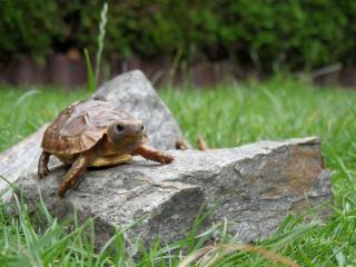 Afrikanische Landschildkröten Kinixys belliana