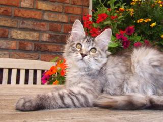 . Sehr typvolles Maine Coon Kitten .