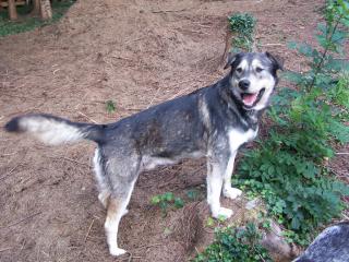 Noah, ein Traumhund