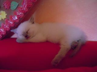 Britisch Kurzhaar Colourpoint Kitten