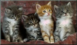 Maine Coon Schmusebabys suchen ihr neues zu Hause