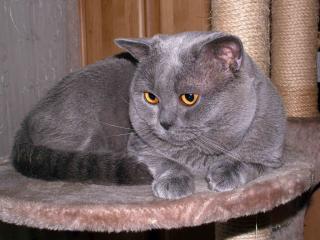 Reinrassiger BKH-Kuschelbär