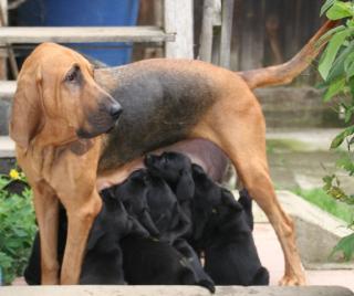 Labrador x Bloodhound
