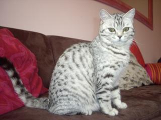 Katze abzugeben BKH Britisch Kurzhaar tabby black silver spotted Whiskas- Katz