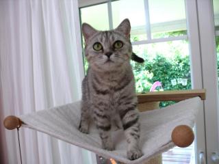Britisch Kurzhaar BKH Whiskas- Katze abzugeben tabby black silver spotted