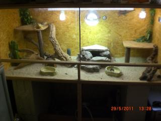 Bartagamen Terrarium