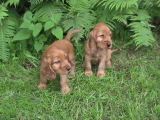 Cocker Spaniel Welpen