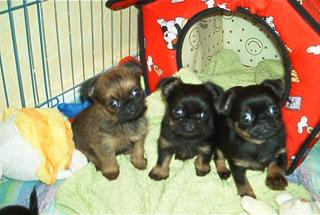 Zwerggriffon Welpen Belgischer und Petit Brabancon Griffon