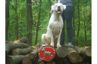 Dogo Argentino Deckrüde