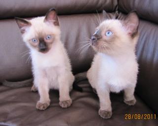 1 Reinrassige, Siam Thai Katzen Babys ab Sofort