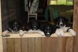 Border-Collie-Welpen