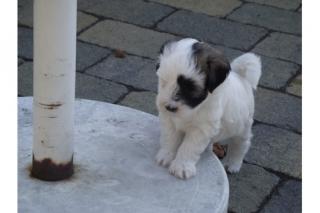 Tibet Terrier, die Total Süßen sind wieder da.