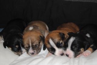 4 Hundewelpen zu verkaufen