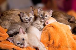 Burmakitten abzugeben