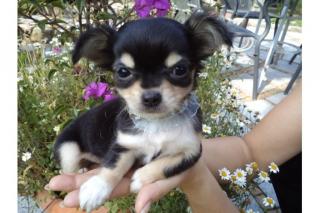 Chihuahua und Chihuahua-Mix Welpen