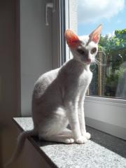 Kitten Levkoy