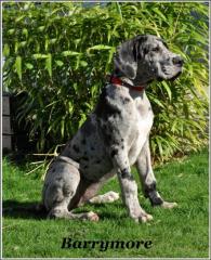Deutsche Doggen Welpen suchen eine Familie mit Herz