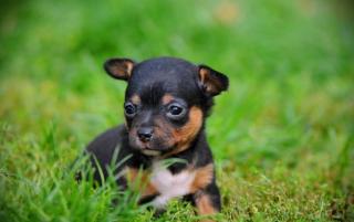 Chihuahua Welpen suchen liebevolles Platzerl