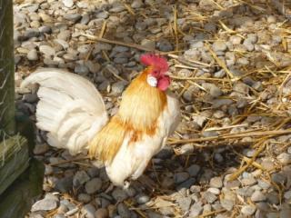 Suche Holländische zwerghühner Rotgesattelt