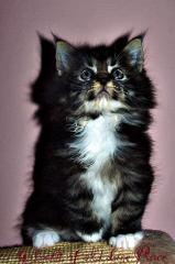 Traumhaft typvolle Maine Coon Kitten aus exc. Verpaarung