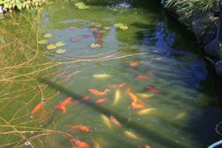 Große Goldfische für den Gartenteich