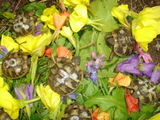 Griechische Landschildkrötenbabys abzugeben Großraum Nürnberg