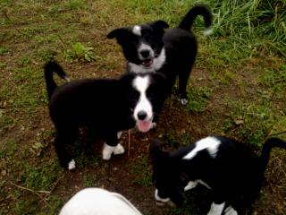 Wo ist meine neue Familie