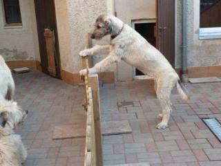 Irish Wolfhound Welpen